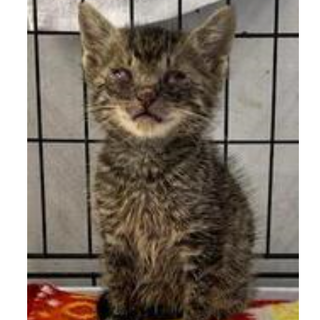 譲渡されました。