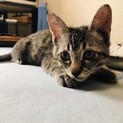 代理掲載＊可愛い子猫＊女の子