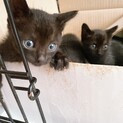 元気いっぱい黒猫姉妹生後1ヶ月半位