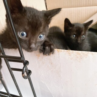 元気いっぱい黒猫姉妹生後1ヶ月半位