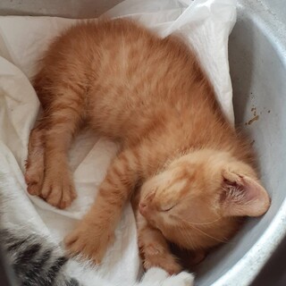 ☆茶トラ、オス☆子猫