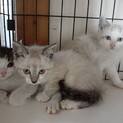 ギジ白、シャム風、グレ白、ギジ茶☆子猫☆全員オス