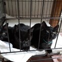 黒猫オス2匹、メス1匹