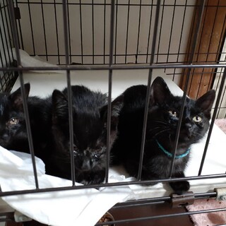 黒猫オス2匹、メス1匹