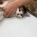 生後3ヶ月ほどの子猫