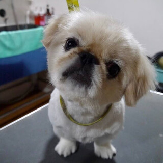 きせい）思春期なの！ＪＫペキちゃん