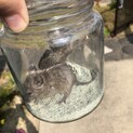 ブルーデグー 