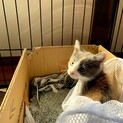 オッドアイの美人三毛の子猫