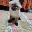シャム風 子猫 男の子
