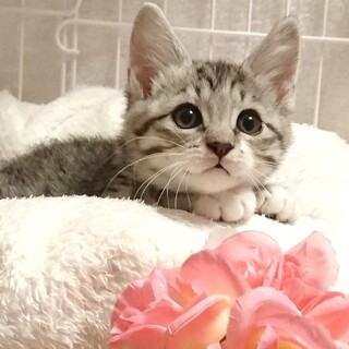 里親様決定！『クミン』ちゃん♀