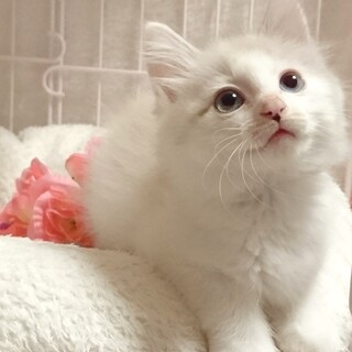 里親様決定！『ジェリー』ちゃん♀