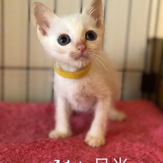 美シャムミックス子猫♂兄弟