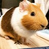 れなまーくん