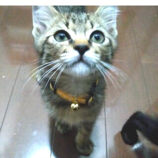 おしゃべりが止まらない"らく君"