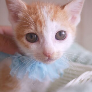 天真爛漫〜茶白のナツくん