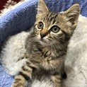 かわいくて賢い子猫です