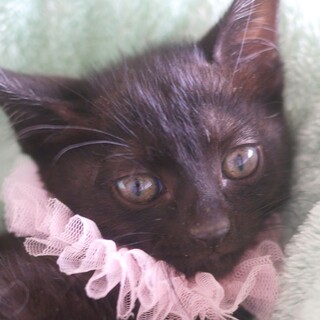 トライアル決定〜黒猫ココちゃん