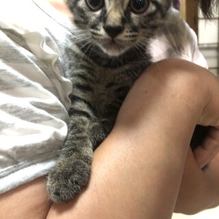 とても可愛いキジの男の子ミミちゃん