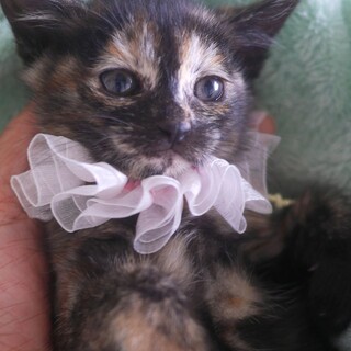 ママが大好き〜大人しいサビ猫サリーちゃん