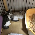 皆様ご協力有難うございましたm(_ _)m