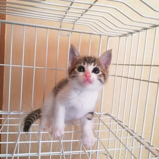 カントリー子にゃん姉妹１