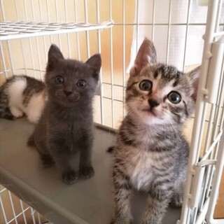 カントリー子にゃん姉妹２