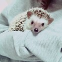 里親さま募集しております