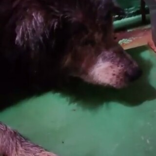 皮膚病激ヤセ食欲ゼロで立てない放浪犬