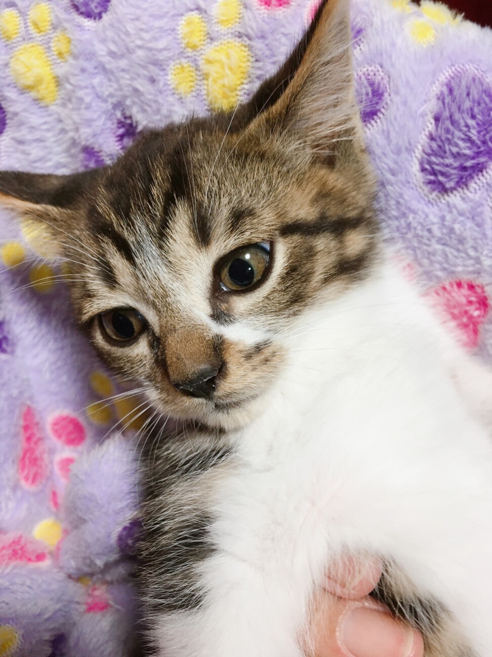 6 21譲渡会 アイライ 千葉県 猫の里親募集 ペットのおうち 月間利用者150万人