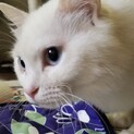 7番さん：多頭飼育崩壊現場からの救出にご協力を！