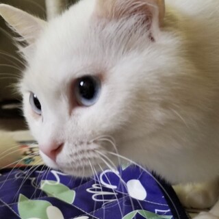 7番さん：多頭飼育崩壊現場からの救出にご協力を！