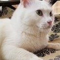 17番さん：多頭飼育崩壊現場からの救出にご協力を！