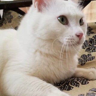 17番さん：多頭飼育崩壊現場からの救出にご協力を！