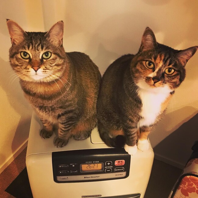 ふすけのカバー写真