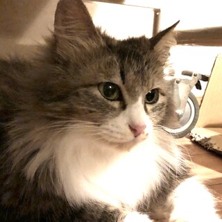 ハルちゃん、ずっとのお家がみつかりました！