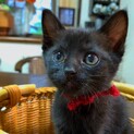 クリクリお目々のウニちゃん1ヶ月半