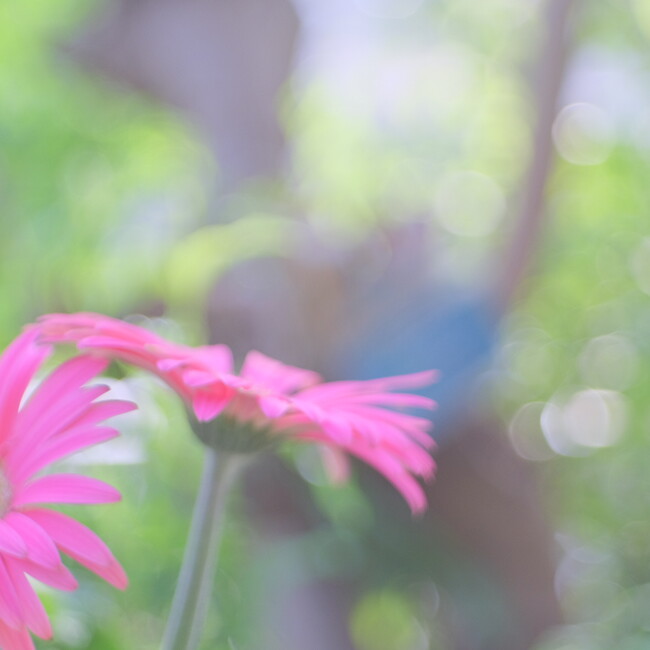 Team Mのカバー写真