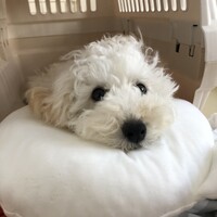 おかゆ