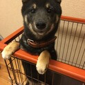 黒柴　里親募集