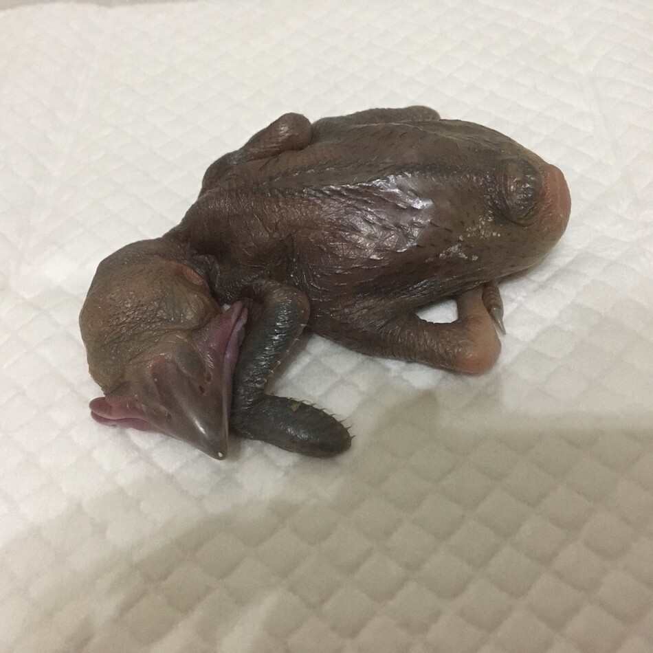 ケーニヒのカバー写真