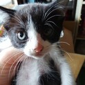 離乳直後の子猫の里親募集。ハチワレくん
