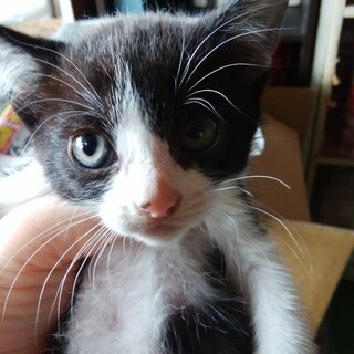 離乳直後の子猫の里親募集。ハチワレくん