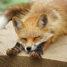 じゃのじ