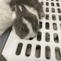 子うさぎ　　里親募集します