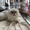 ブリーダー崩壊よりレスキューされたペルシャ