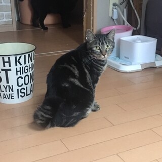 アメショーMIXの愛らしいキジ猫❤️