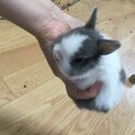 子うさぎ　里親募集します