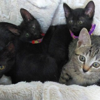 元気な４兄妹！7月19日譲渡会に参加予定