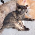 生後2ヶ月の子猫　黒トラ・サビ猫