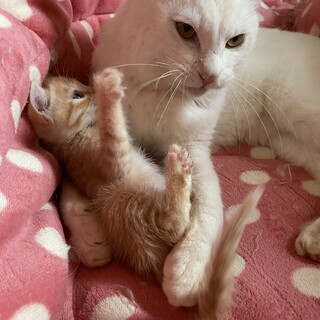 成猫の里親募集